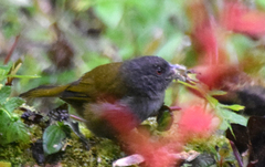 Chlorospingus semifuscus
