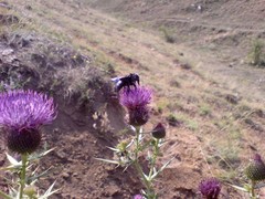 Cirsium ukranicum