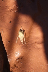 Larinia lineata