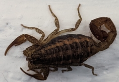 Centruroides nigrovariatus