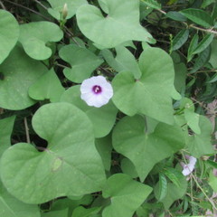 Ipomoea amnicola