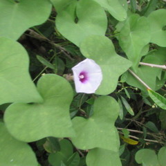 Ipomoea amnicola