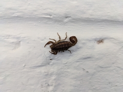 Centruroides nigrovariatus