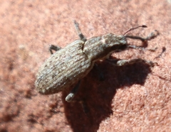 Sitona californius