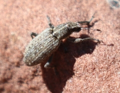Sitona californius