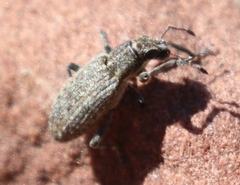 Sitona californius