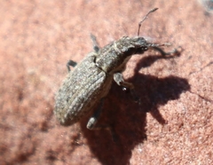 Sitona californius