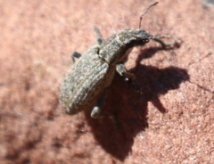 Sitona californius