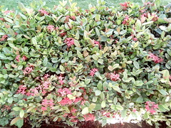 Ixora coccinea