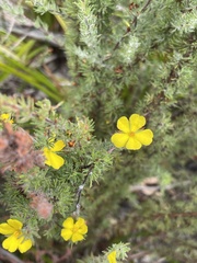 Hibbertia fasciculata
