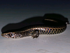 Gymnophthalmus speciosus