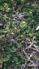 Trifolium dubium