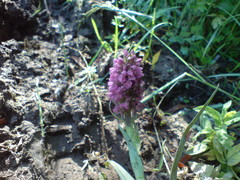 Dactylorhiza incarnata incarnata