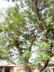 Enterolobium cyclocarpum