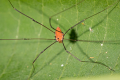 Leiobunum euserratipalpe