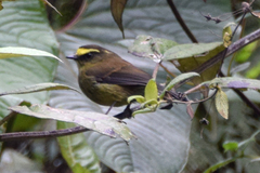 Silvicultrix diadema