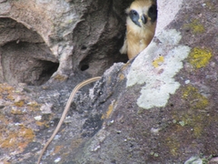 Herpetotheres