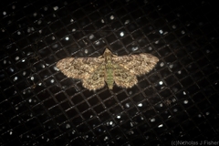 Chloroclystis mniochroa