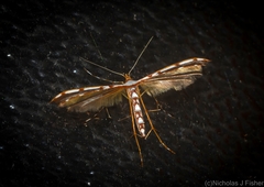 Cosmoclostis aglaodesma