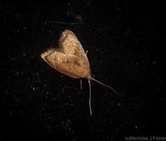 Parocystola leucospora