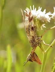 Paramantispa decorata