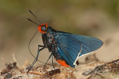 Pyrrhopygopsis socrates