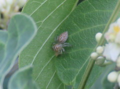 Chira gounellei