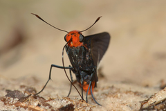 Pyrrhopygopsis socrates