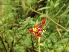 Rhynchostele cordata