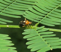Horciasinus amazonicus