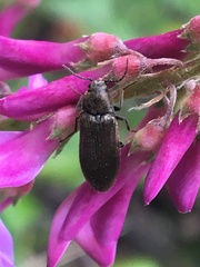 Eanus decoratus