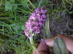 Dactylorhiza incarnata incarnata