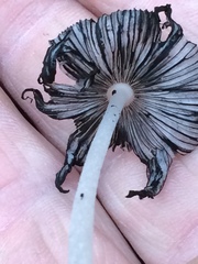 Coprinopsis lagopides