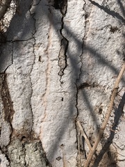 Biscogniauxia atropunctata