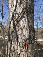 Biscogniauxia atropunctata