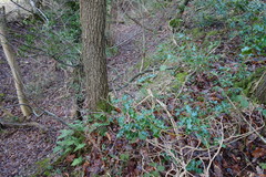 Polypodium interjectum