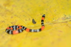 Micrurus dissoleucus melanogenys