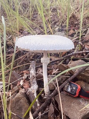 Macrolepiota