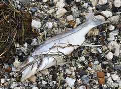 Centropomus parallelus