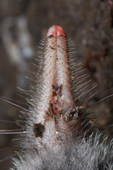 Shrew-Mole photo 4