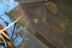 Lithobates montezumae