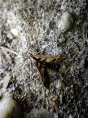 Diasemia grammalis