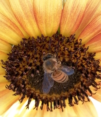 Apis mellifera