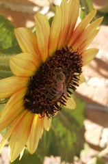 Apis mellifera