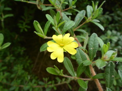 Hibbertia hirticalyx