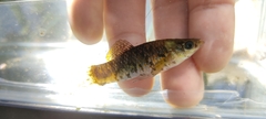 Poecilia sphenops