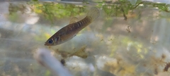 Poecilia sphenops