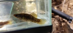 Poecilia sphenops