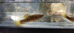 Poecilia sphenops