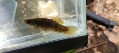 Poecilia sphenops